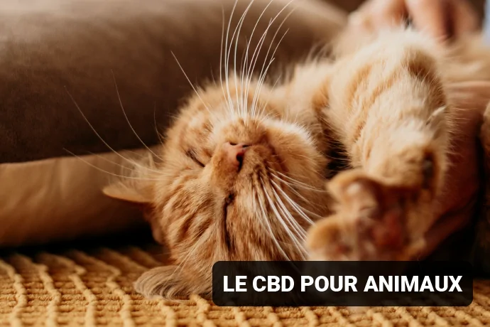 CBD ANIMAUX